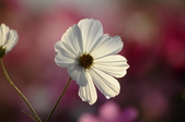 Enlarge photo 43