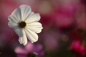 Enlarge photo 44