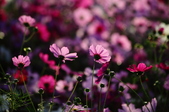 Enlarge photo 46