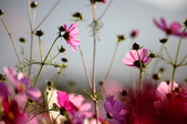 Enlarge photo 48