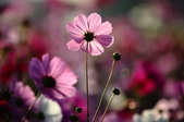 Enlarge photo 49