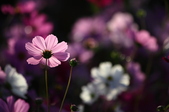 Enlarge photo 50