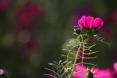 Enlarge photo 52
