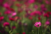 Enlarge photo 53