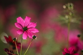 Enlarge photo 55