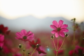 Enlarge photo 57