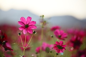 Enlarge photo 58