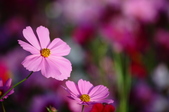 Enlarge photo 59