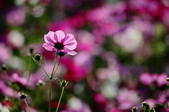 Enlarge photo 61