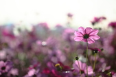 Enlarge photo 65