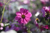 Enlarge photo 66