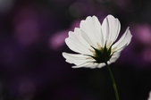 Enlarge photo 67