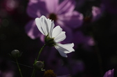 Enlarge photo 68