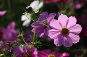 Enlarge photo 71