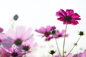 Enlarge photo 73
