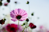 Enlarge photo 76