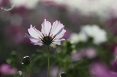 Enlarge photo 77