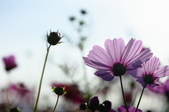 Enlarge photo 78