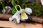 Enlarge photo 82