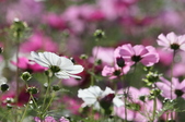Enlarge photo 102