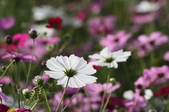 Enlarge photo 103