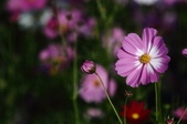 Enlarge photo 106