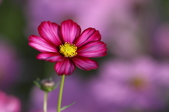 Enlarge photo 107