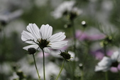 Enlarge photo 108