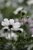 Enlarge photo 109