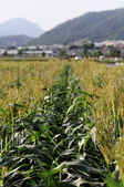 Enlarge photo 110