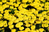 Enlarge photo 115