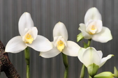 Enlarge photo 126