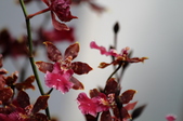 Enlarge photo 132