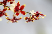 Enlarge photo 133