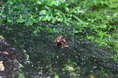 Enlarge photo 34