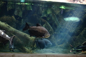 Enlarge photo 40