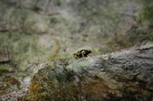 Enlarge photo 51