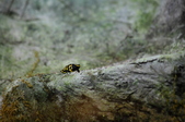 Enlarge photo 52