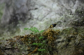 Enlarge photo 53