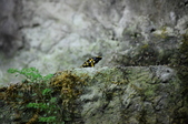 Enlarge photo 54