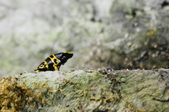 Enlarge photo 55