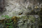 Enlarge photo 56