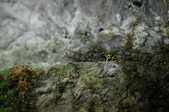 Enlarge photo 59
