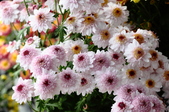 Enlarge photo 198