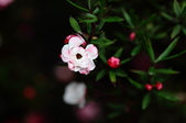Enlarge photo 30