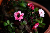 Enlarge photo 31