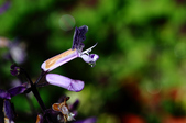 Enlarge photo 14