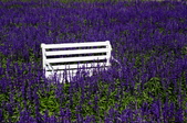 Enlarge photo 66