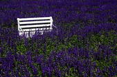 Enlarge photo 67