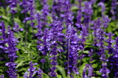Enlarge photo 70